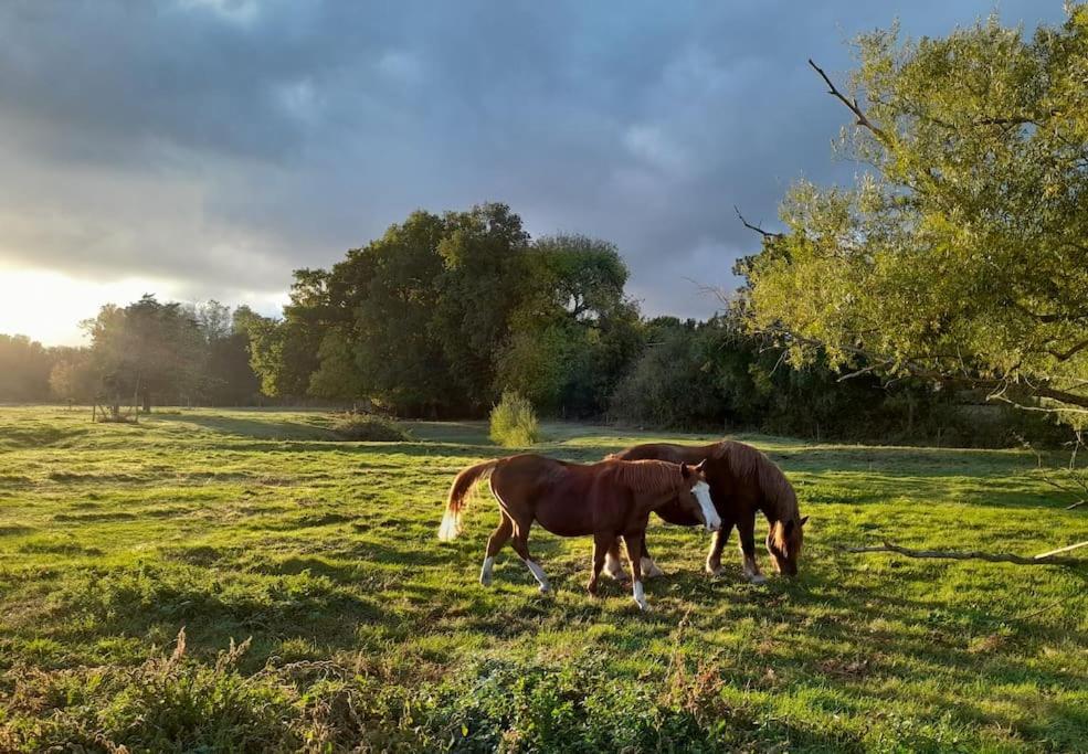 Gite En Bord De Loire Blaison-Saint-Sulpice Exteriör bild
