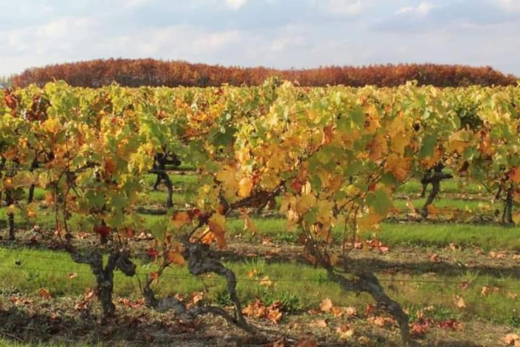 Gite En Bord De Loire Blaison-Saint-Sulpice Exteriör bild