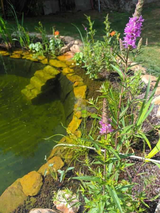 Gite En Bord De Loire Blaison-Saint-Sulpice Exteriör bild